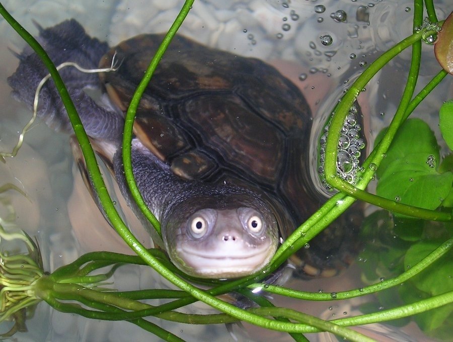 Happy Turtle Image ID 510 Image Abyss