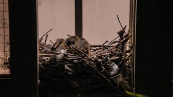 Preview Image 510795