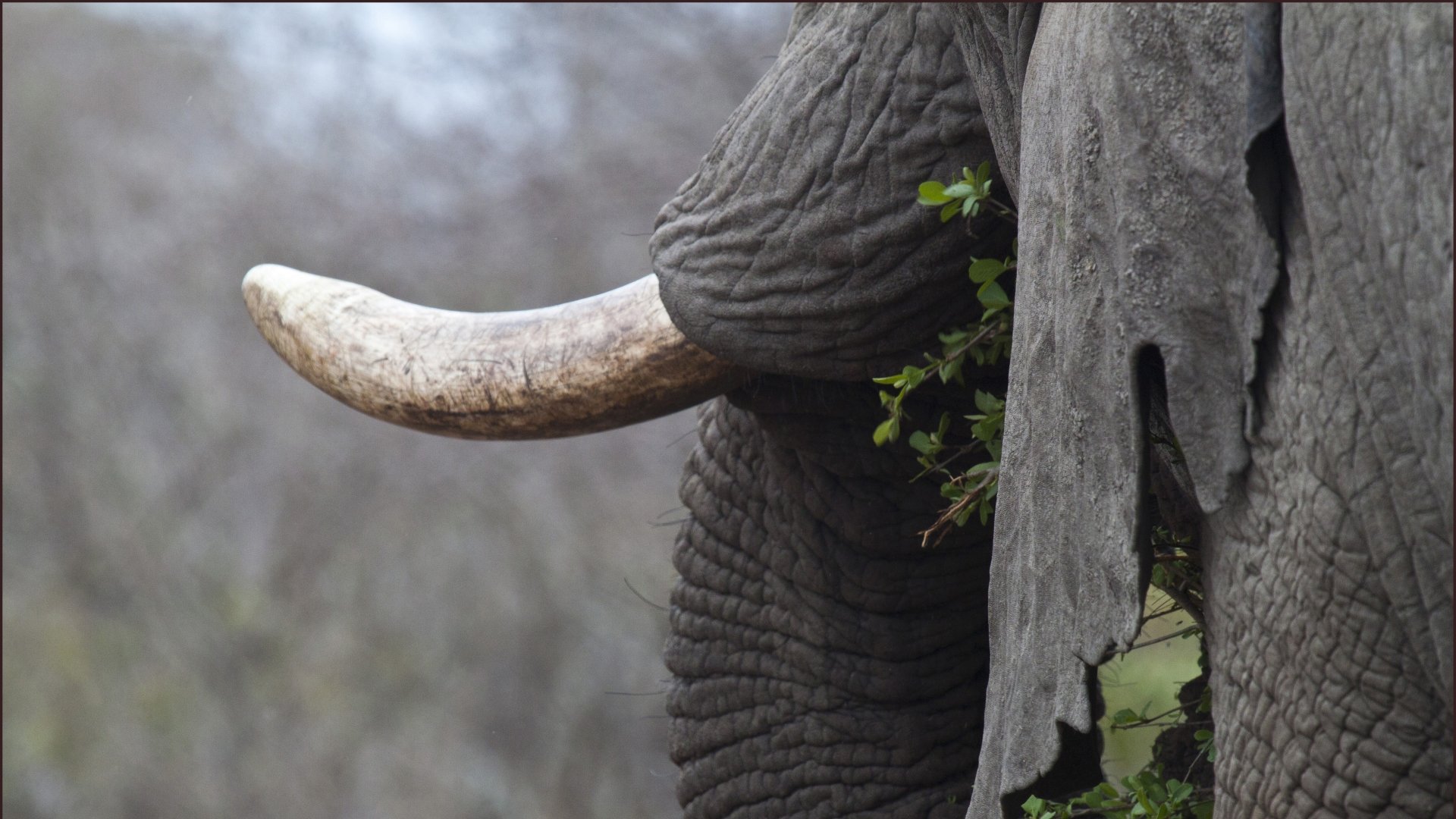 Animal Asian Elephant Image