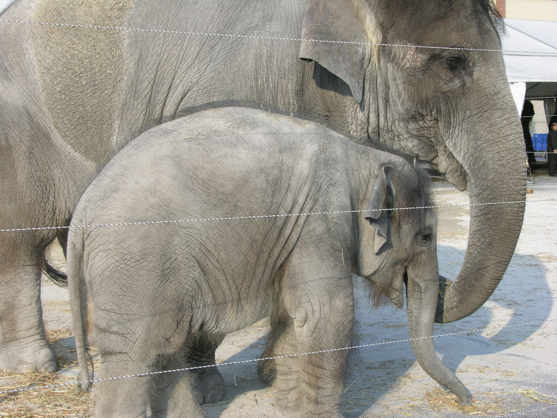 A mother Asian elephant stands beside her calf, showcasing their strong bond in a serene setting, with gentle expressions and textured skin reflecting their majestic nature.