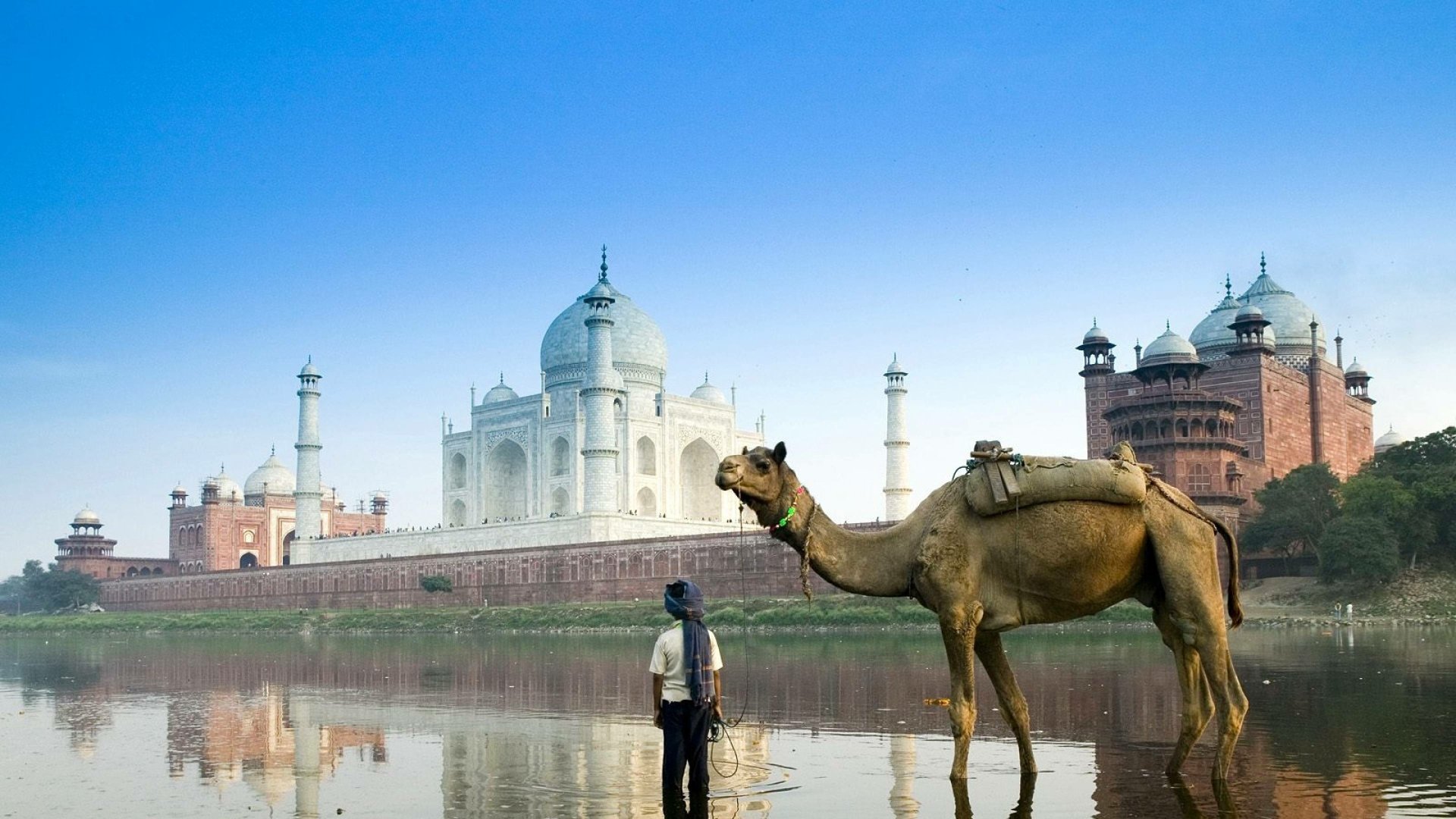 Animal camel Image