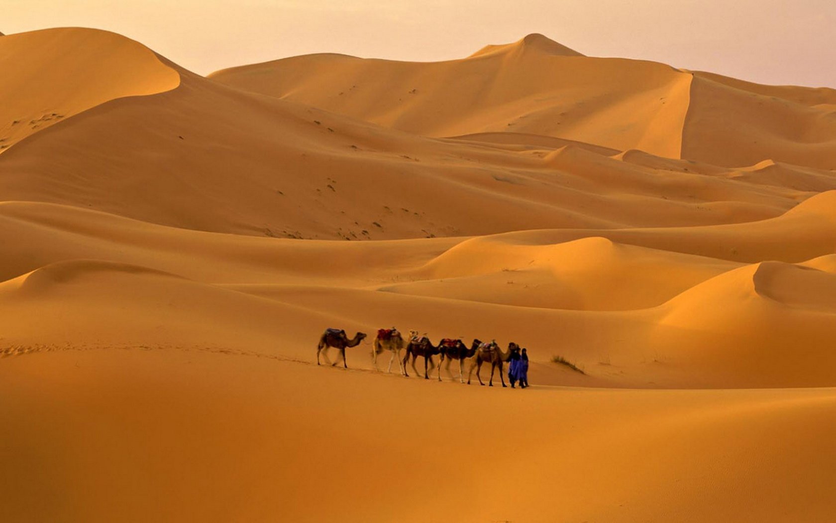 Animal camel Image