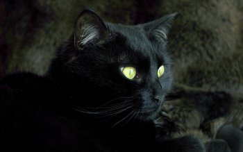 Preview Image 512793