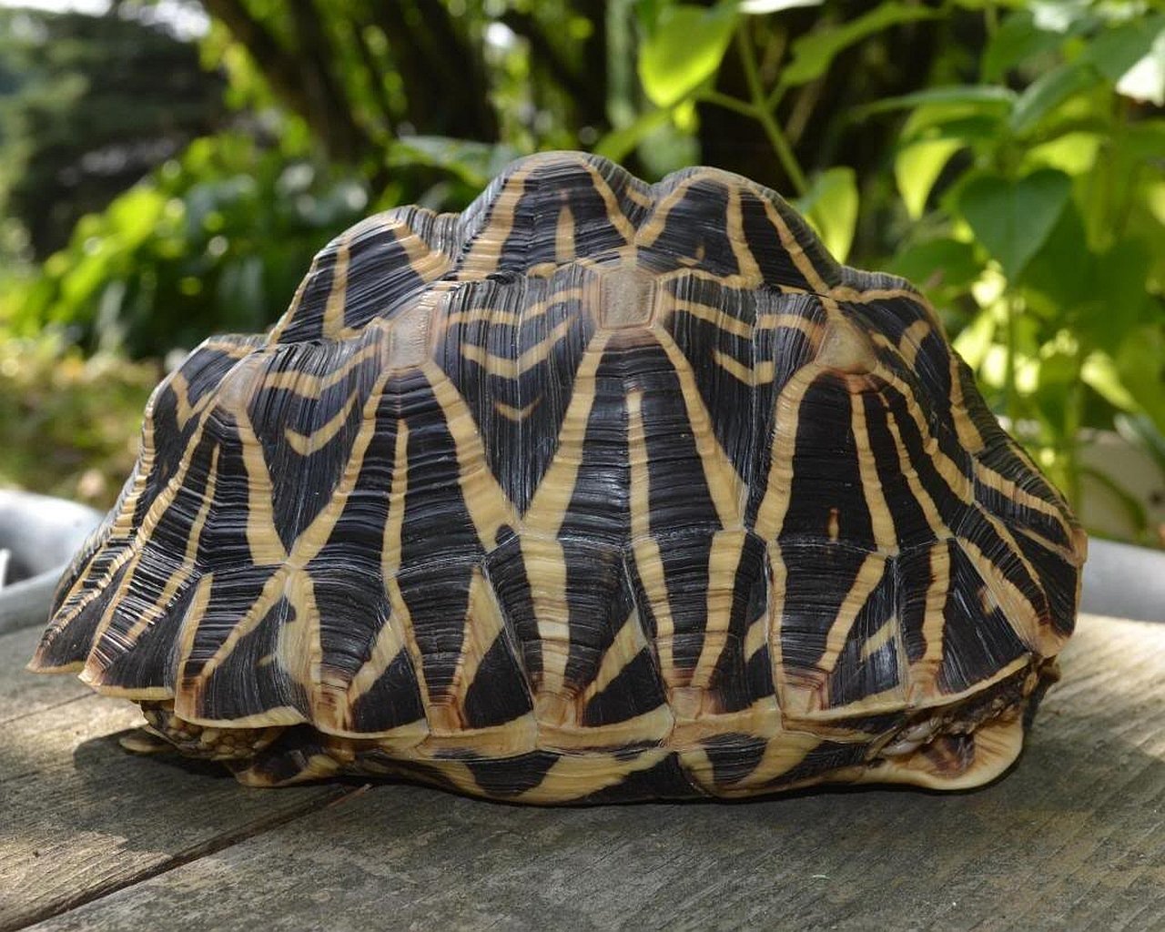 tortoise Animal Indian Star Tortoise Image