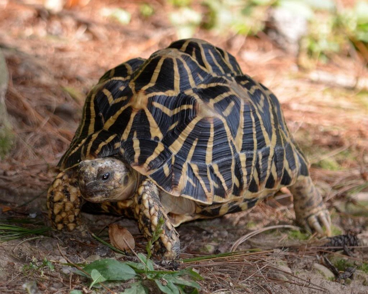 Indian Star Tortoise - Desktop Wallpapers, Phone Wallpaper, PFP, Gifs ...