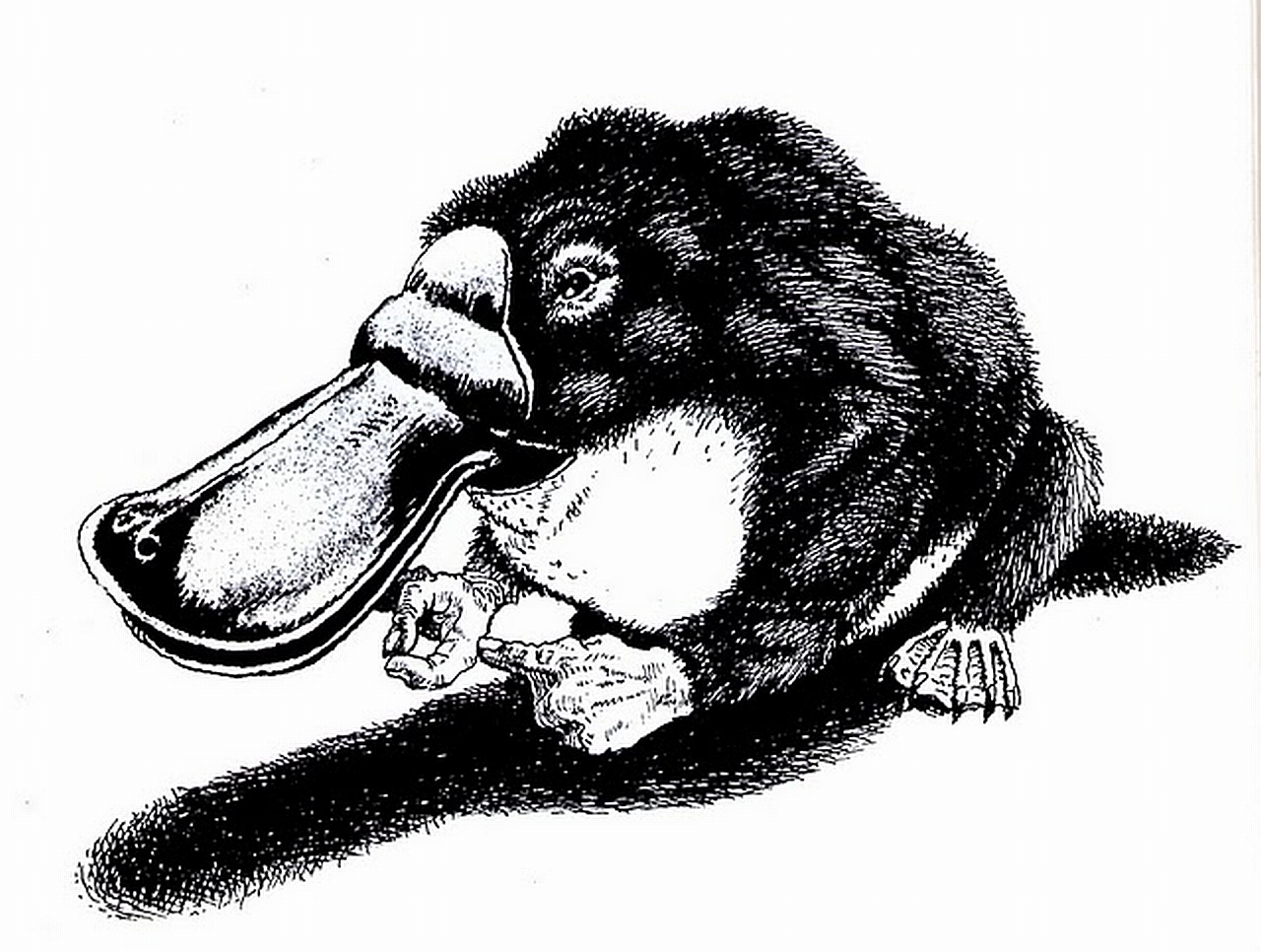 Animal platypus Image