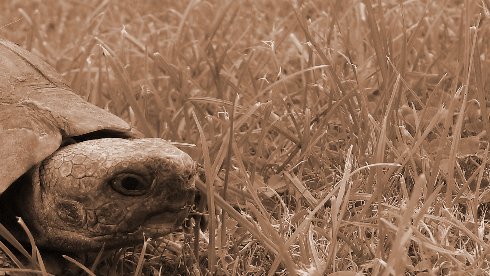 Animal tortoise Image