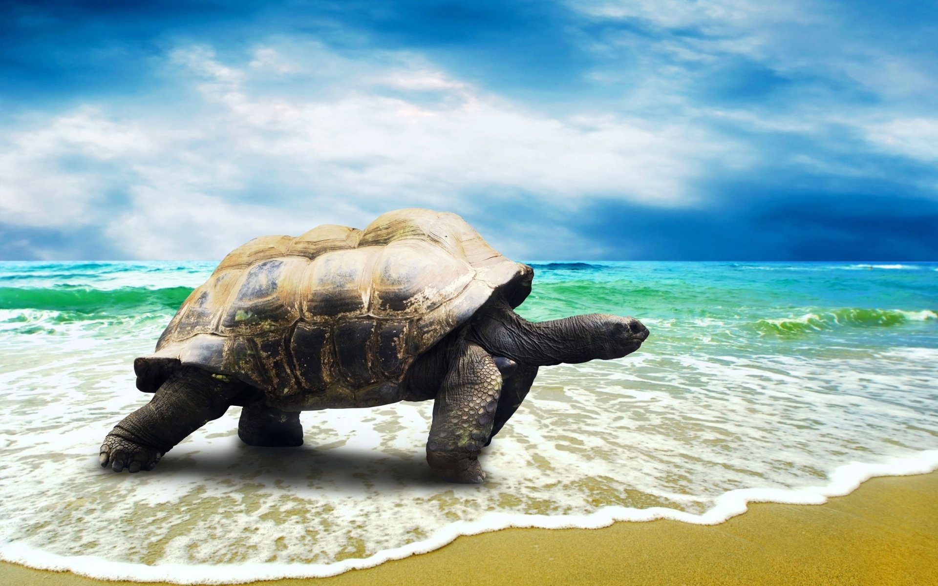 Animal tortoise Image