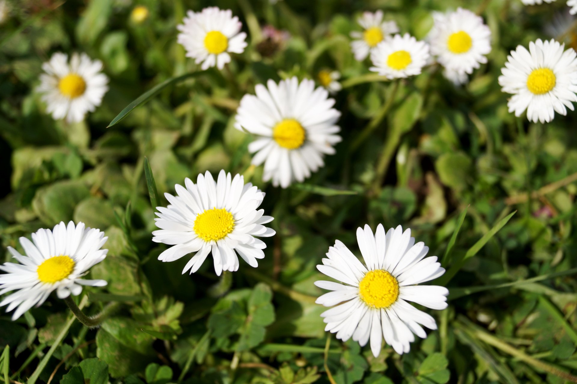 nature daisy Image