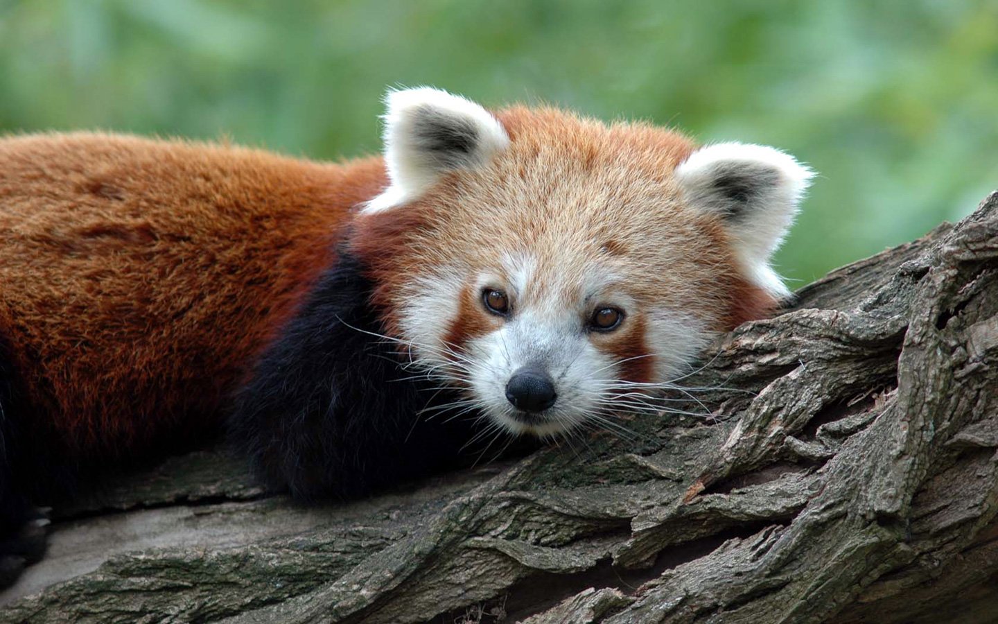A red panda rests gracefully on a tree branch, its distinctive reddish-brown fur and playful expression contrasting with the soft greenery in the background.