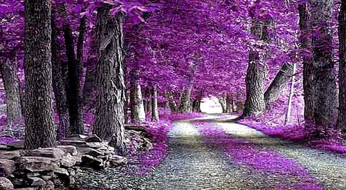 nature path Image