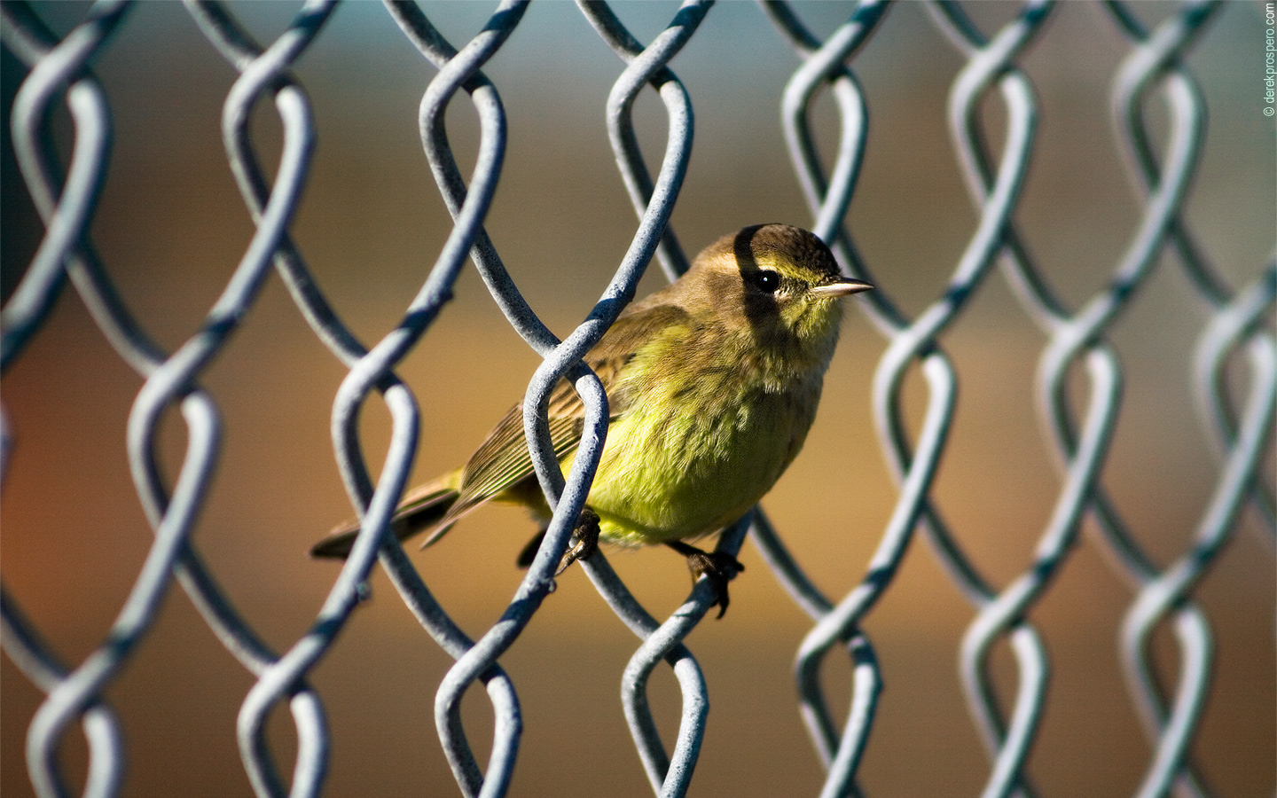 yellowthroat Picture