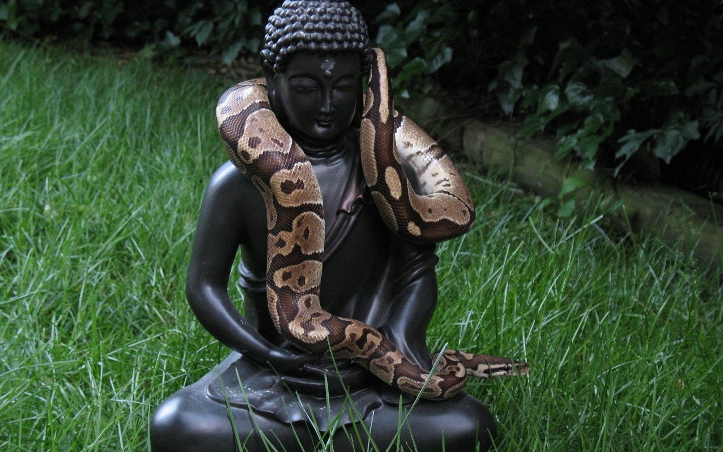 A python rests comfortably around the neck of a serene black Buddha statue, set in lush green grass.