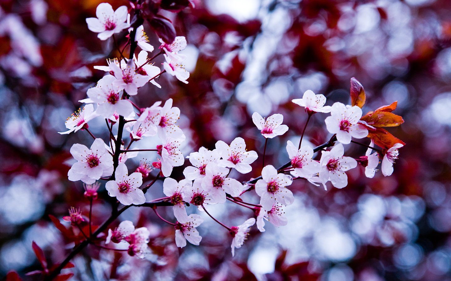 Cherry blossom branches adorned with delicate pink flowers, set against a backdrop of rich red leaves, embody the beauty of nature in full bloom.