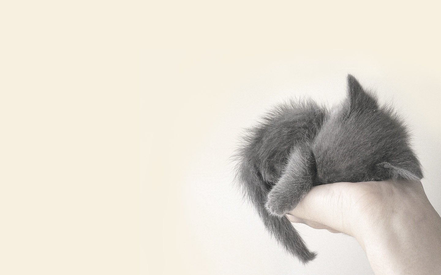 A fluffy gray kitten curls up in a person's hand, showcasing its adorable features and soft fur in a serene, minimalist setting.
