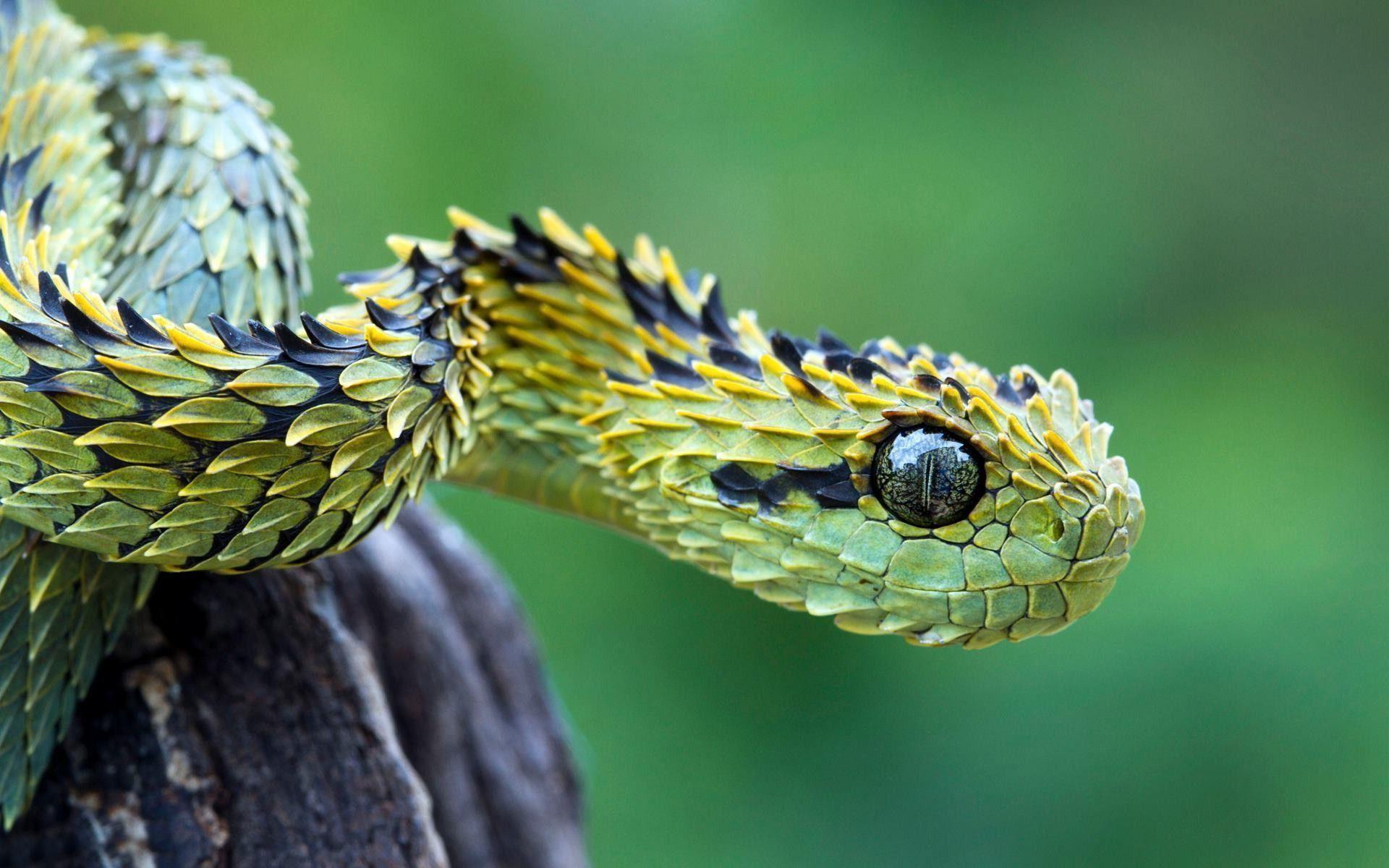 Spiny bush viper / Atheris hispida, The spiny bush viper is…