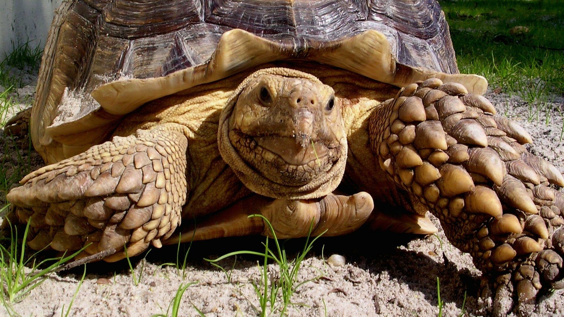 A close-up of a tortoise resting on the ground, showcasing its textured shell and distinct facial features, surrounded by patches of green grass.