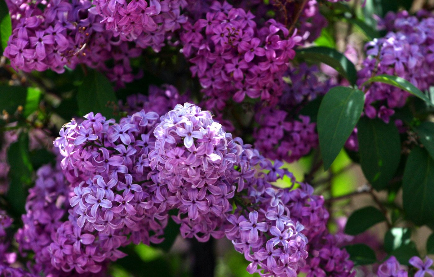 A vibrant display of lilac flowers in full bloom, showcasing rich shades of purple amidst lush green leaves, capturing the beauty of nature.