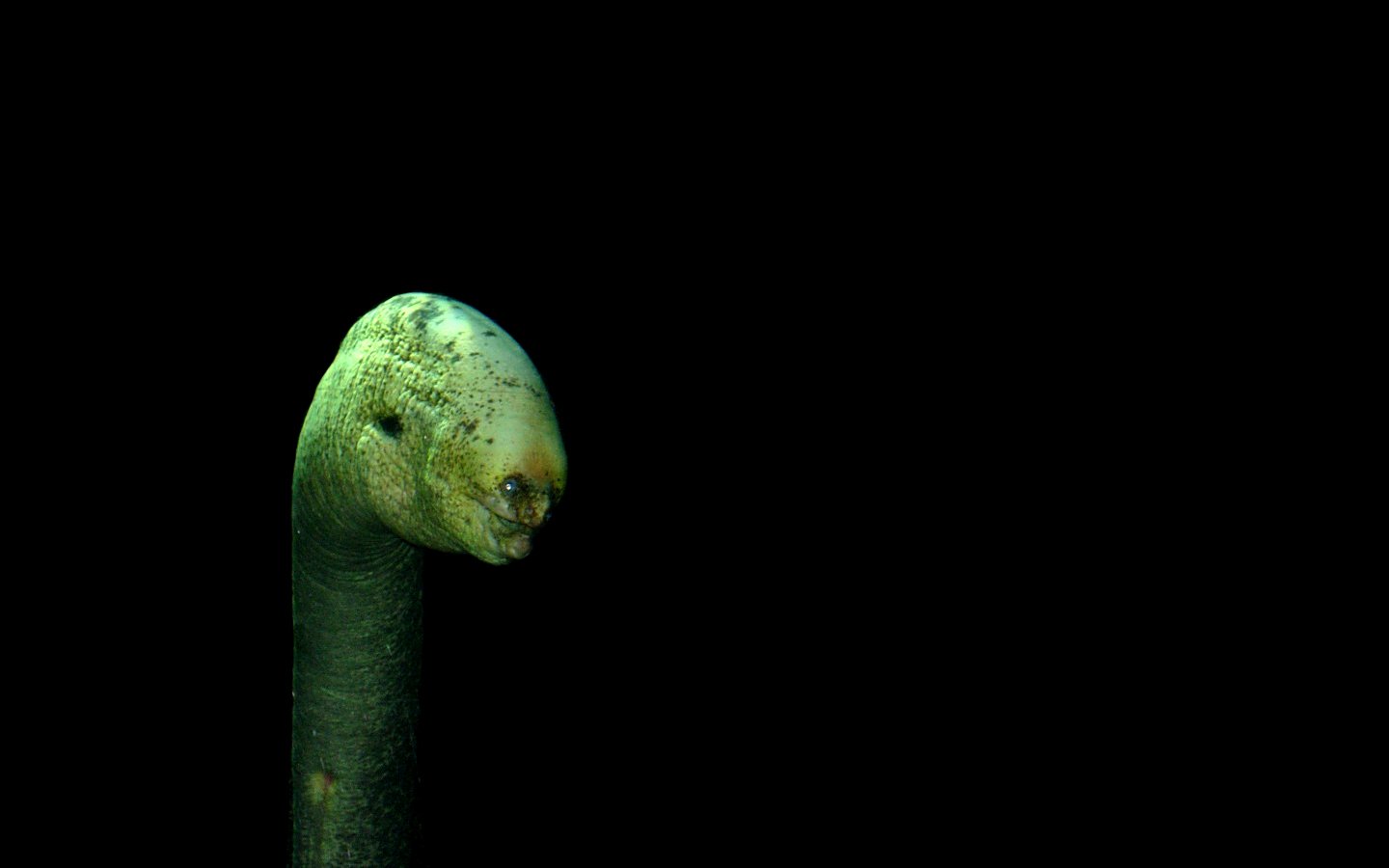 Close-up of an eel's head and upper body emerging from a dark background, highlighting its smooth, greenish skin and distinctive facial features.