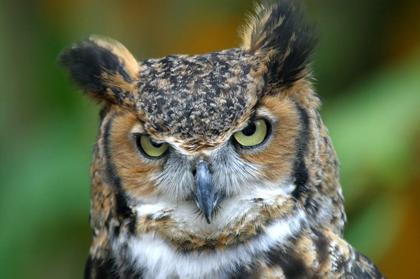Animal great horned owl Image