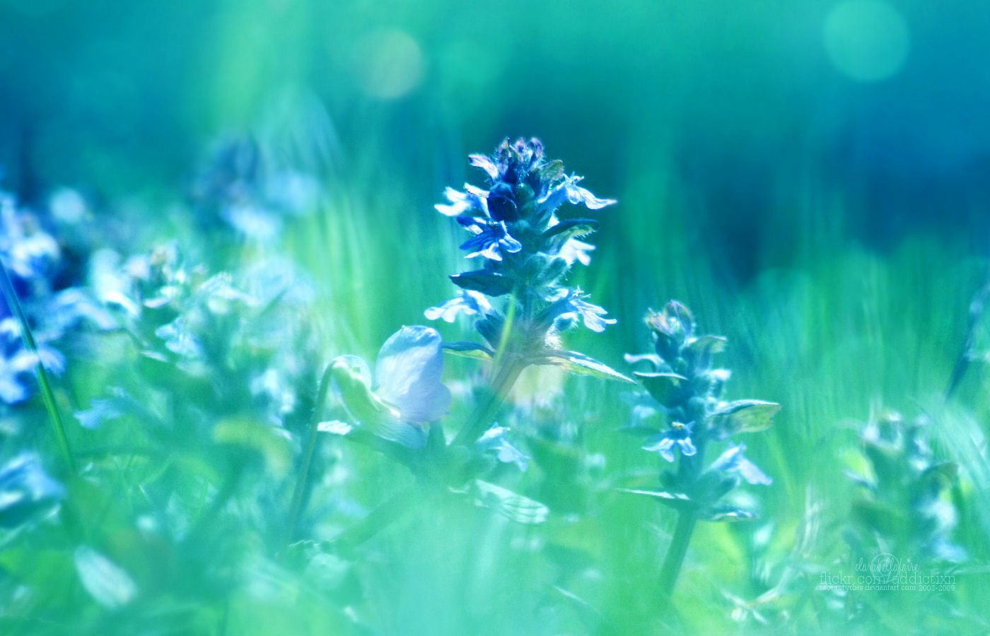 Blue Flowers in Bloom Image ID 520941 Image Abyss