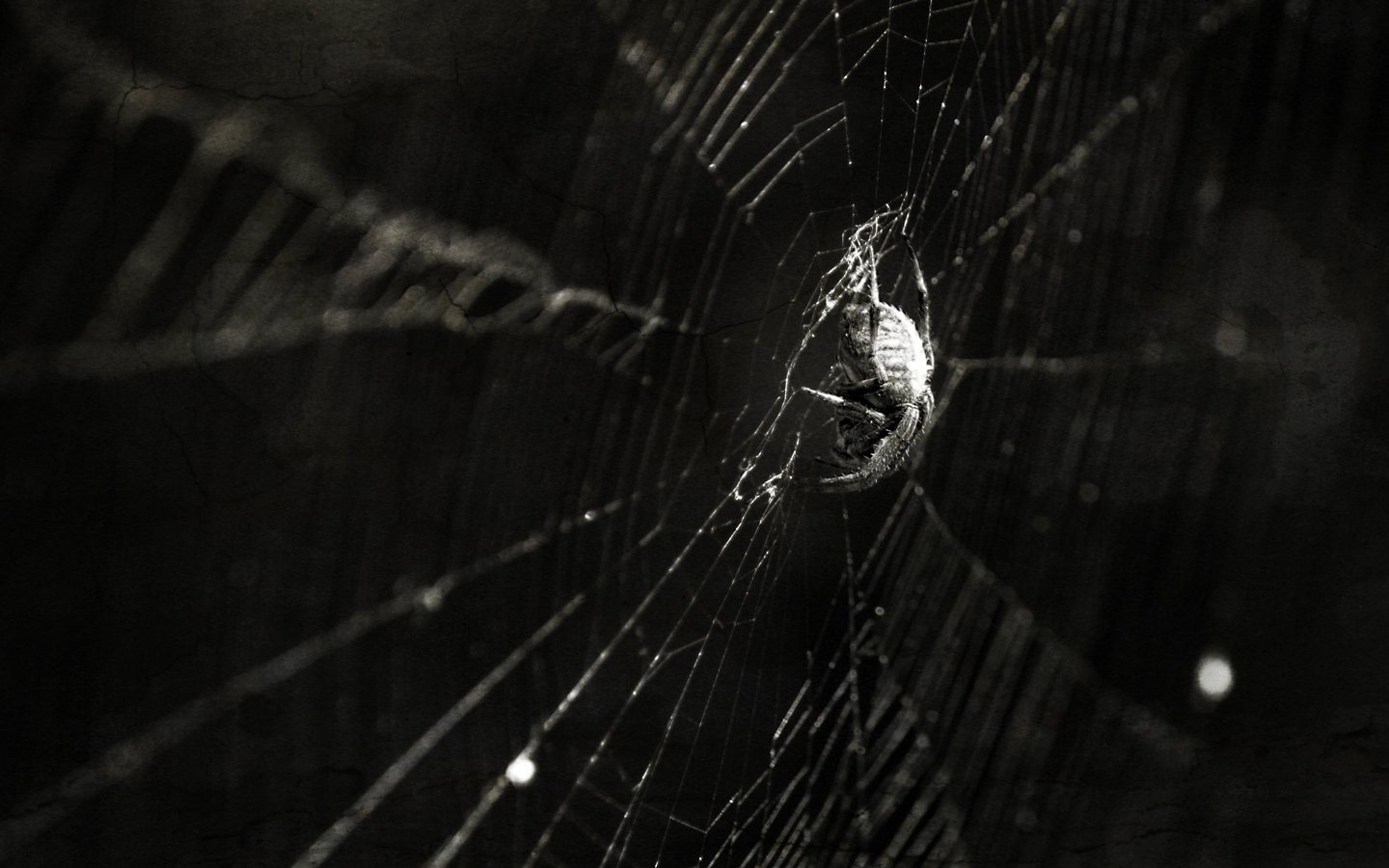 A close-up of a spider nestled in its intricate web, showcasing the delicate strands and the creature's distinctive form against a dark background.