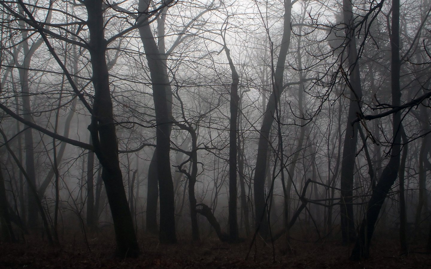 A dark forest shrouded in mist, featuring bare trees with twisted branches. The atmosphere is eerie and mysterious, evoking a sense of solitude and quiet.