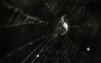 Preview Image 521488