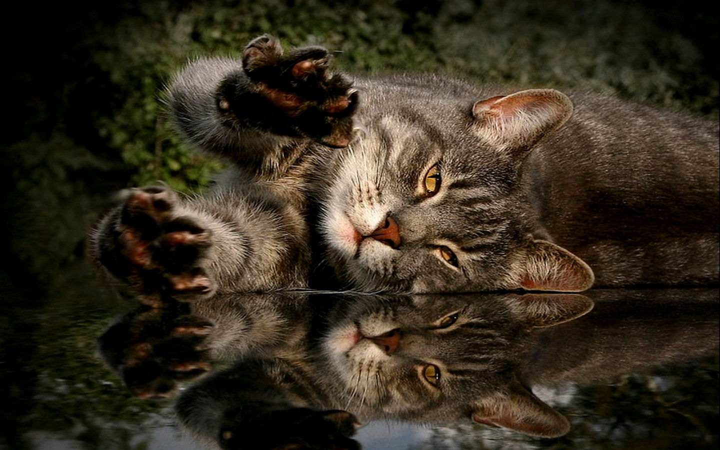Водяная кошка