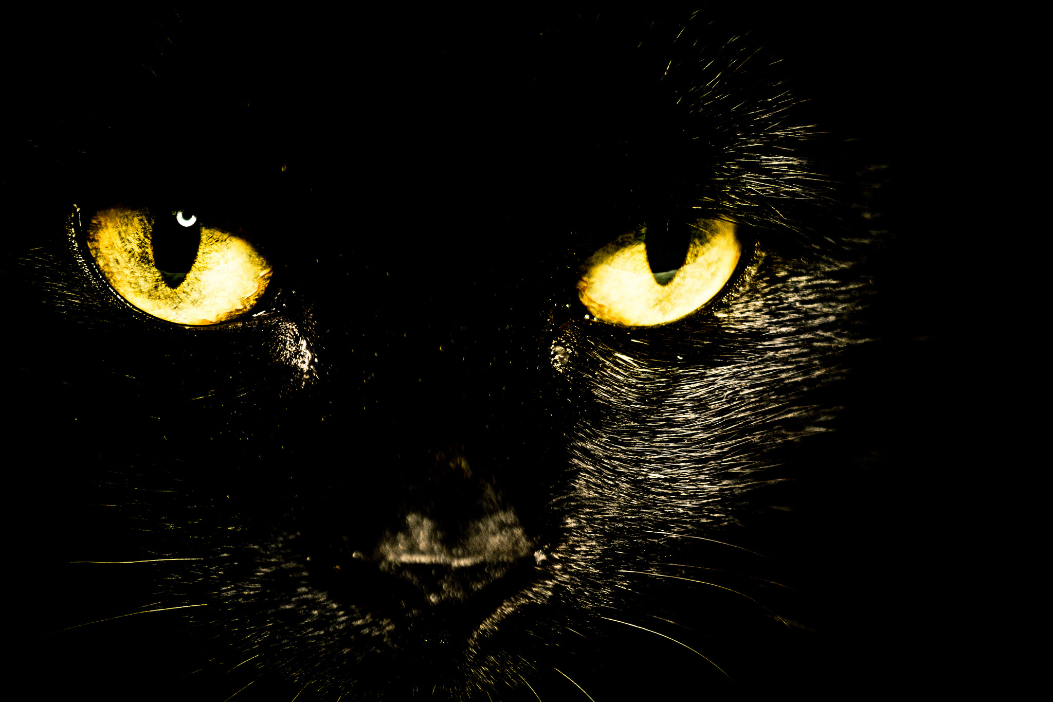 Черных картинках. Черный кот на черном фоне. Обои на рабочий стол черная кошка. Кошачьи глаза на черном фоне. Глаза черной кошки.