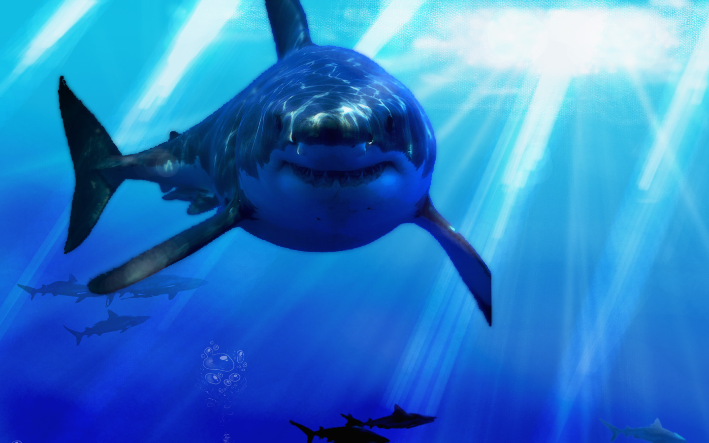 great white shark Picture