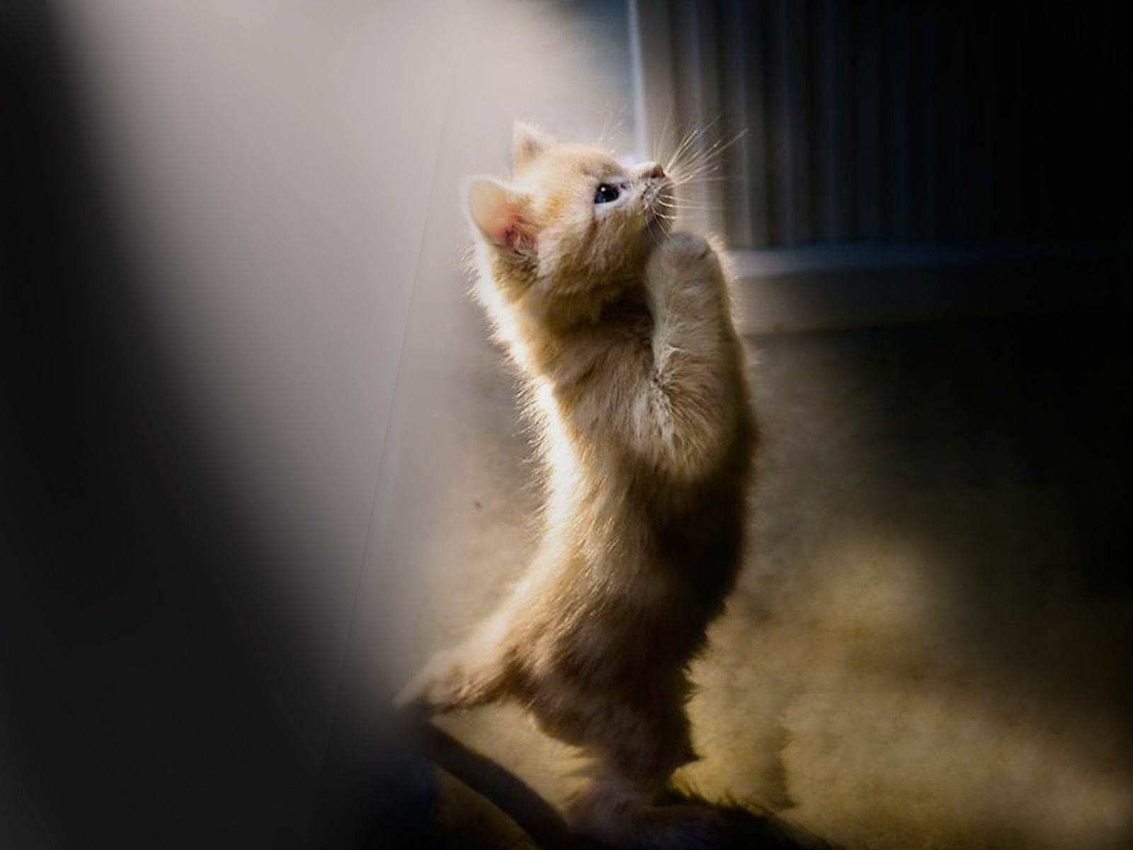 A curious kitten stands on its hind legs, reaching up with its paws, bathed in soft light, showcasing its playful and inquisitive nature.