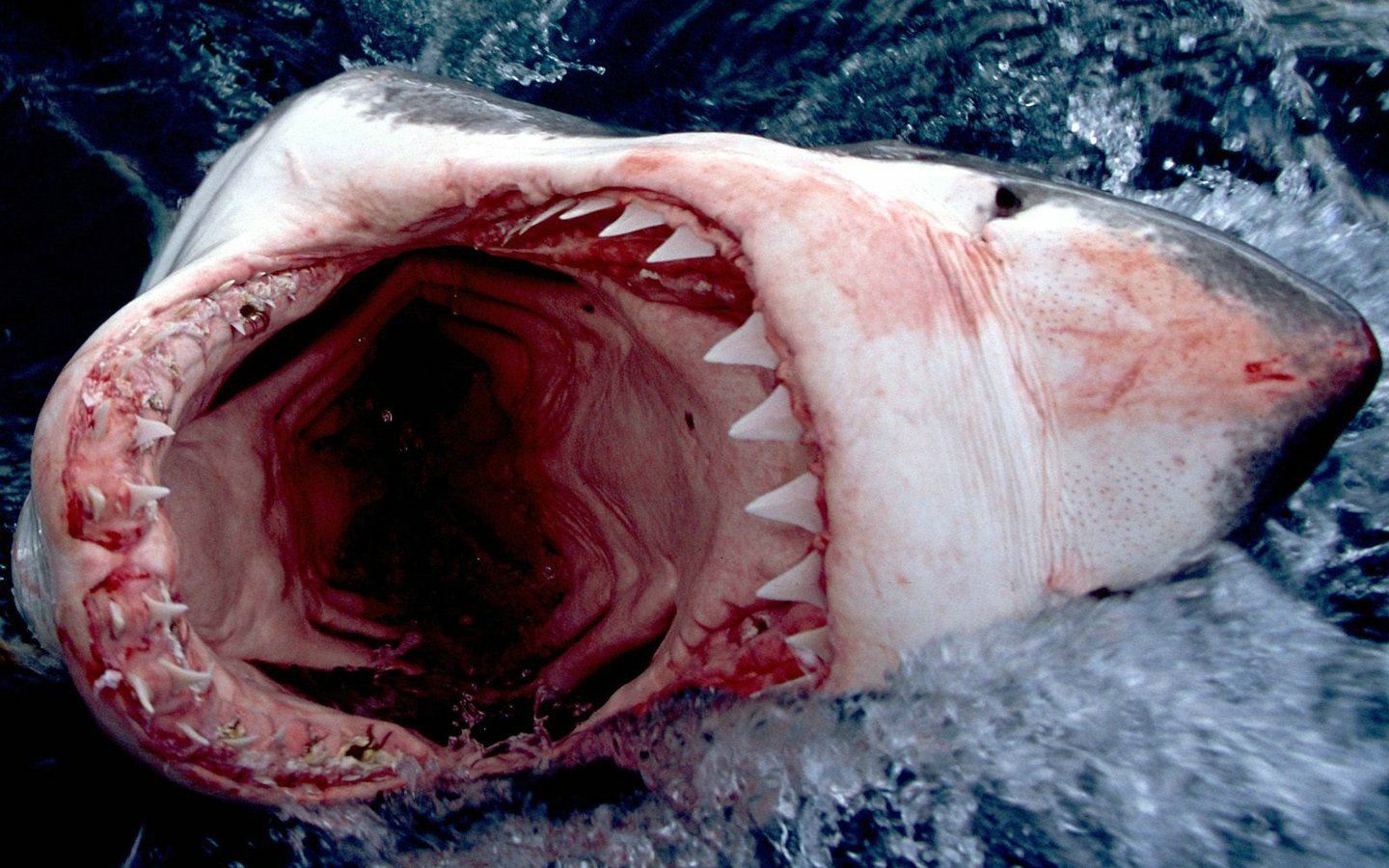 A great white shark with its mouth wide open, revealing sharp teeth, surfaces in the water, showcasing its powerful presence as an apex predator.