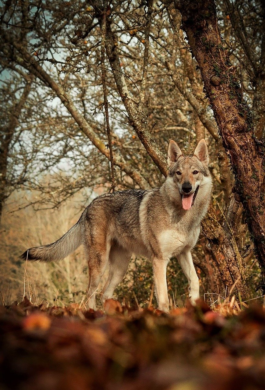  Crossbreed Dog (Wolfdog) by 3938030