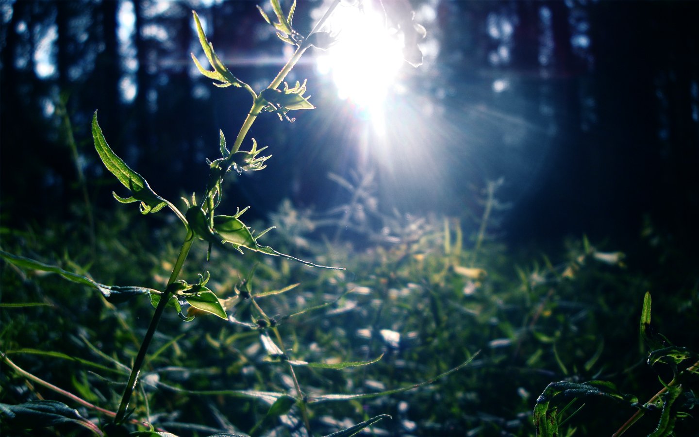 A close-up view of green grass illuminated by sunlight filtering through trees, showcasing the beauty of nature in a tranquil setting.