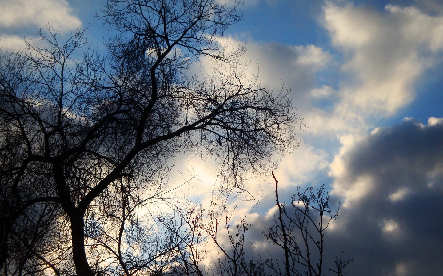 Silhouetted branches of a tree reach towards a cloudy sky, creating a striking contrast against the natural backdrop of nature.