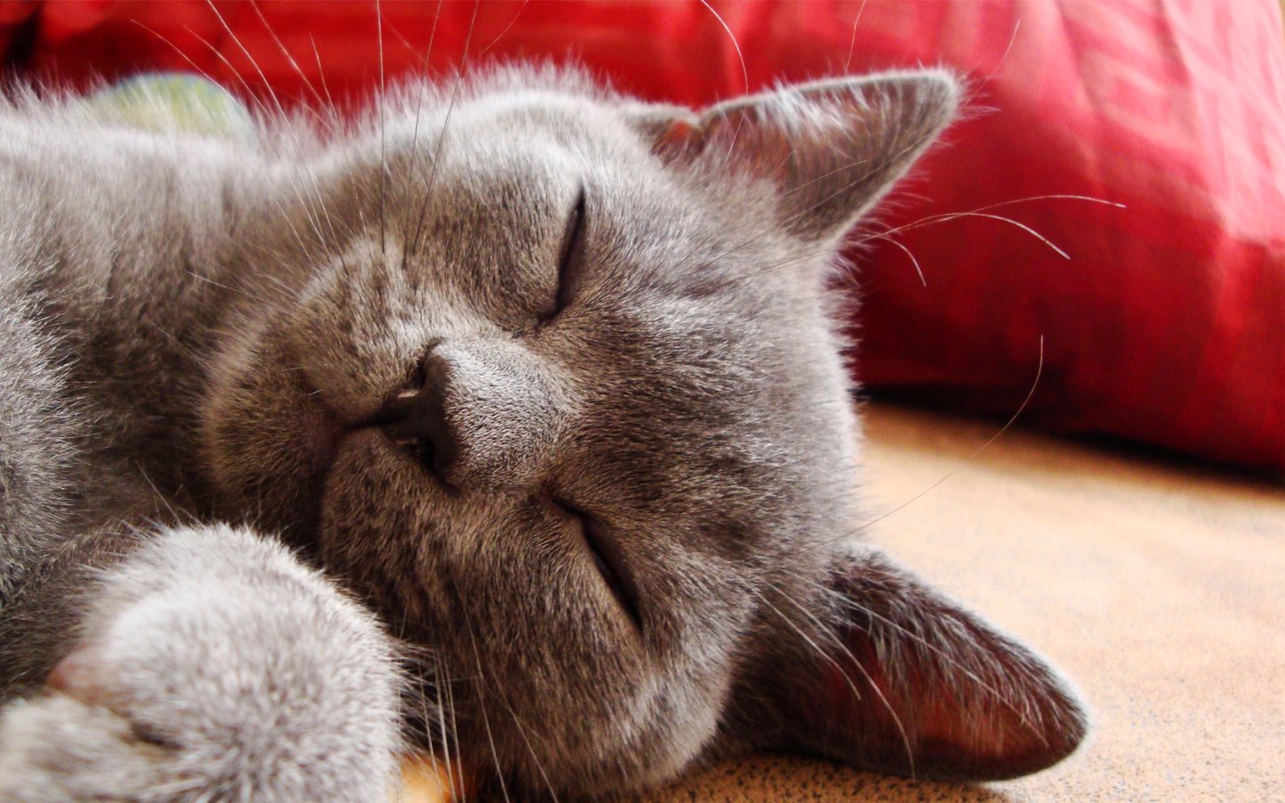 A gray cat sleeps peacefully, its eyes closed and whiskers twitching gently, resting on a soft surface with a vibrant red background.