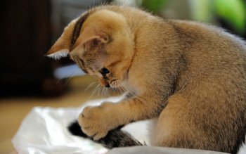 Preview Image 522355