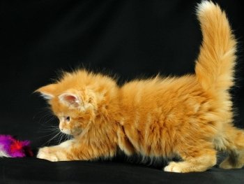 Preview Image 522360