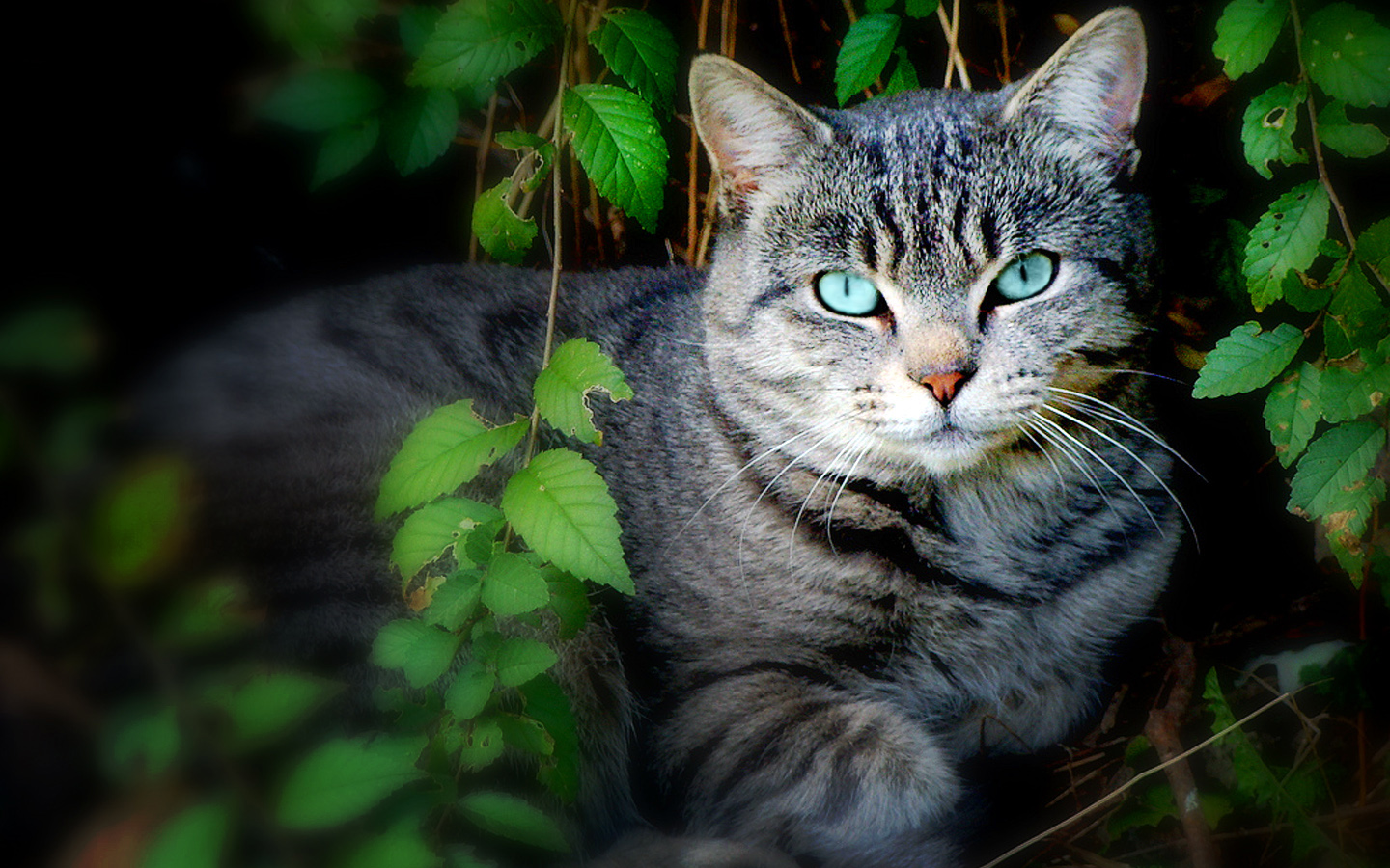 Темно серый полосатый кот