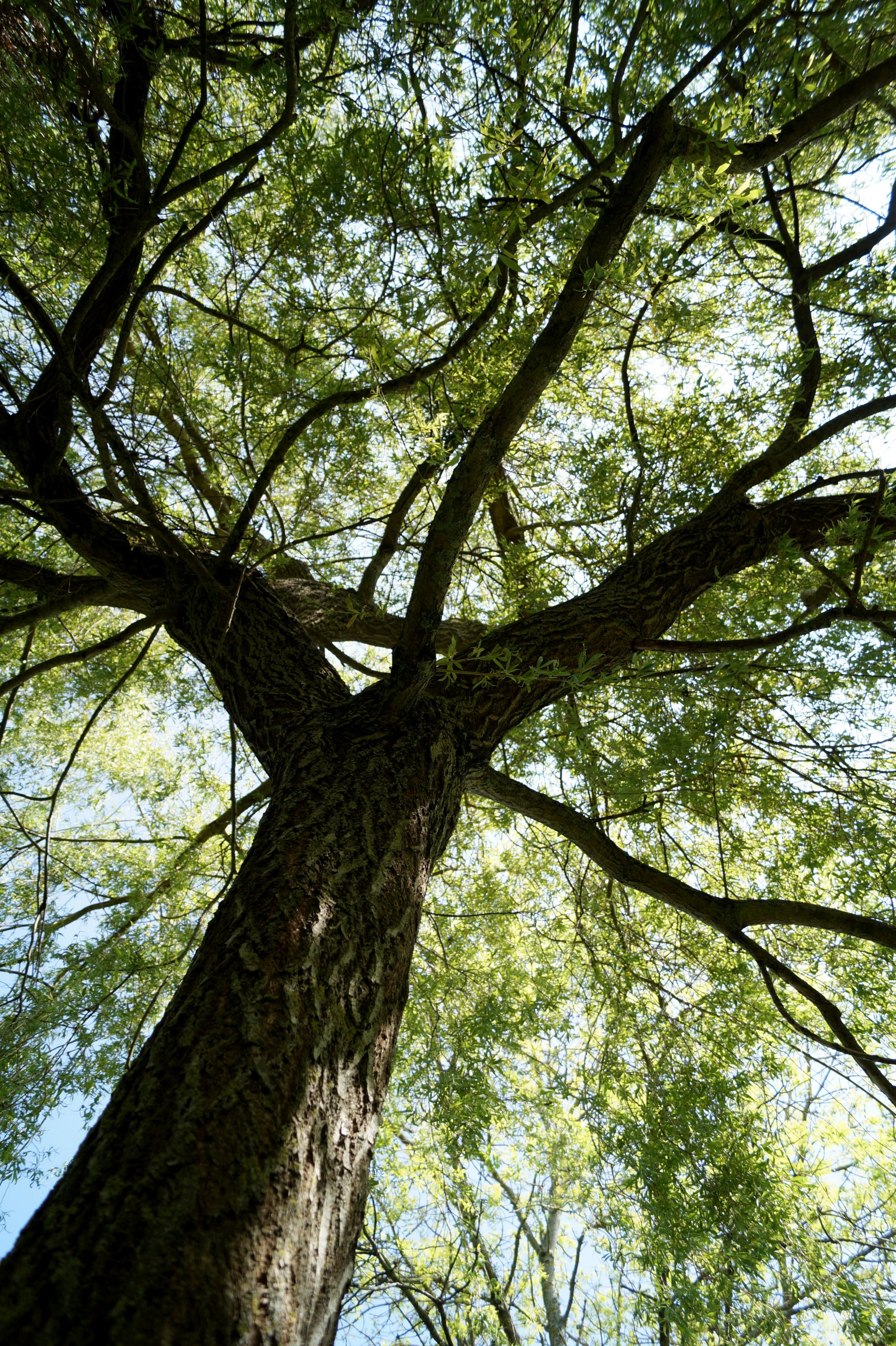 Download Nature Tree Image by thalienano