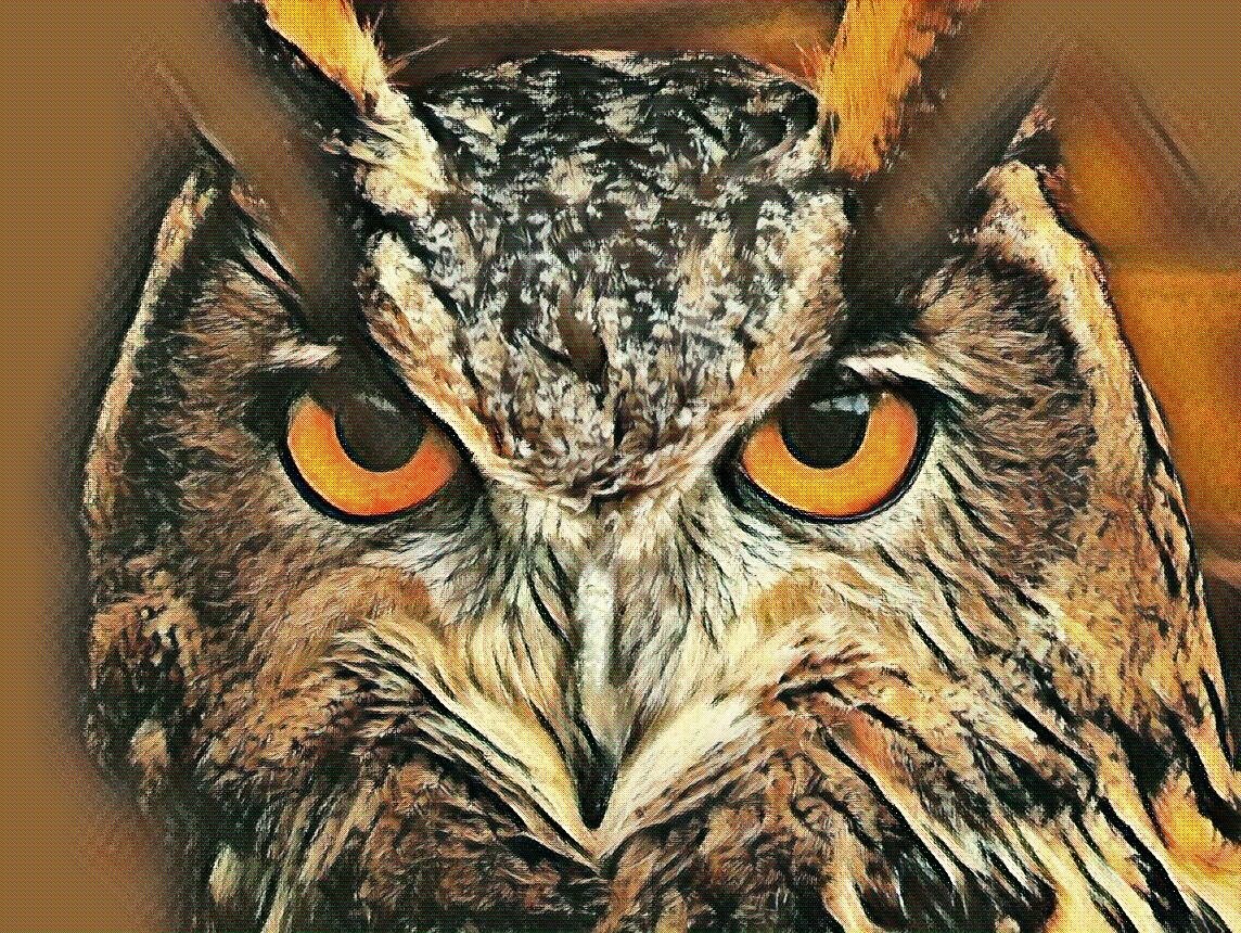 Animal owl Image