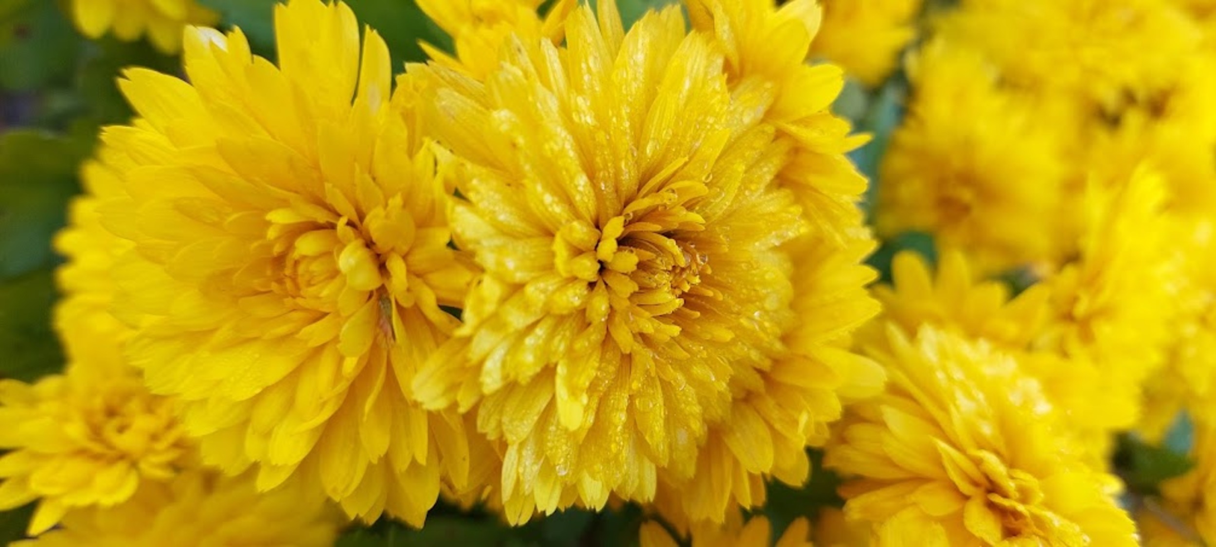 Chrysanthemum Picture by Ircha