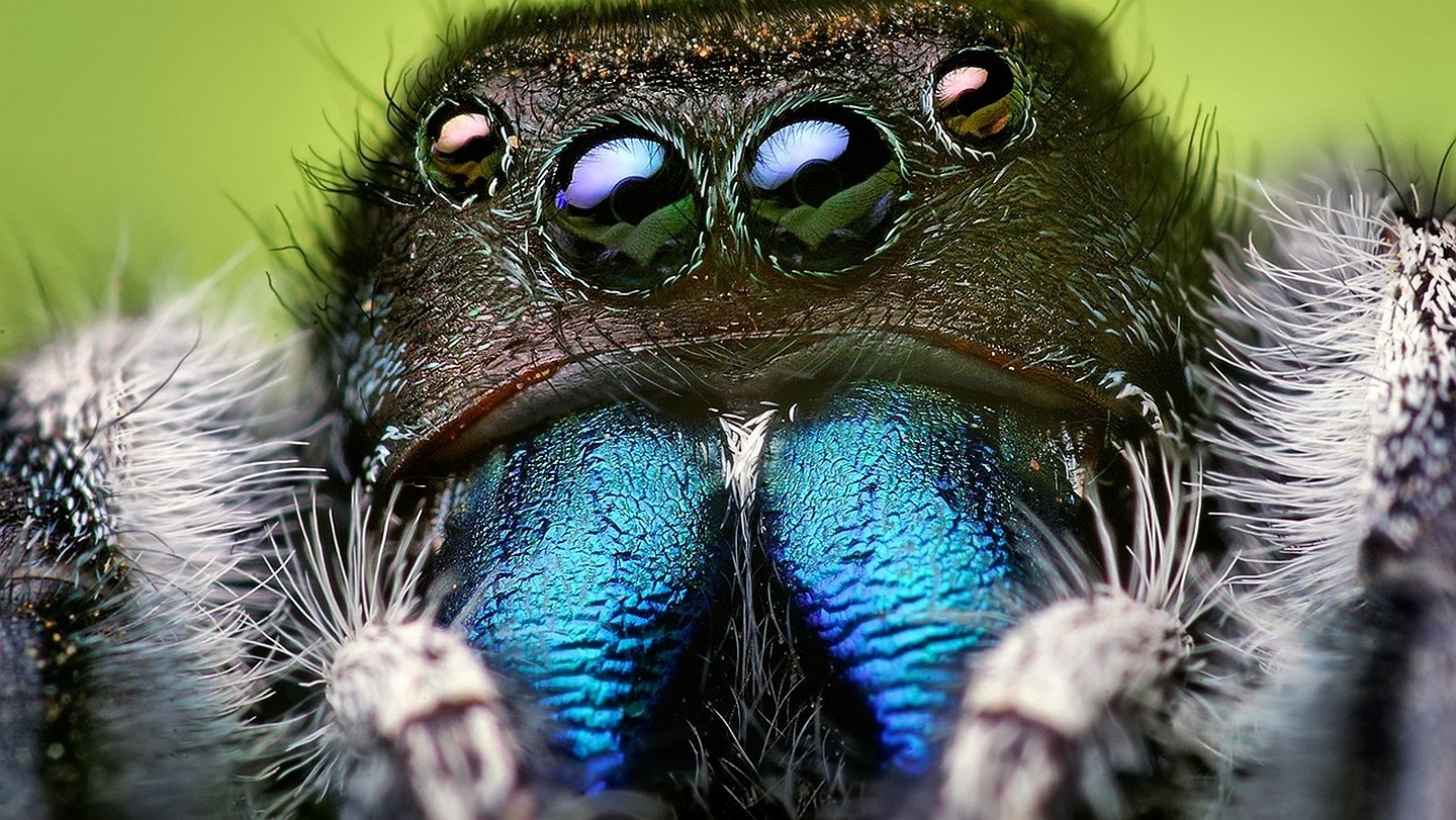 jumping spider Animal spider Image