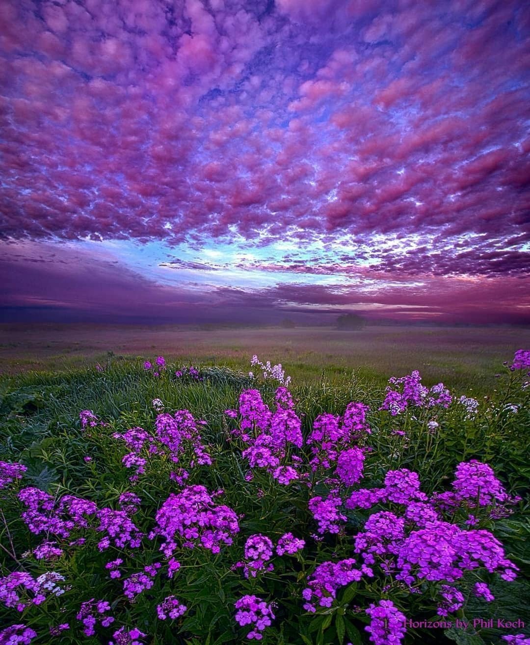 nature meadow Image