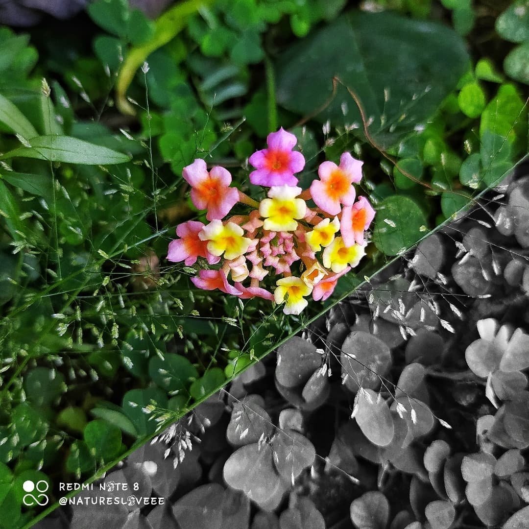  west indian lantana