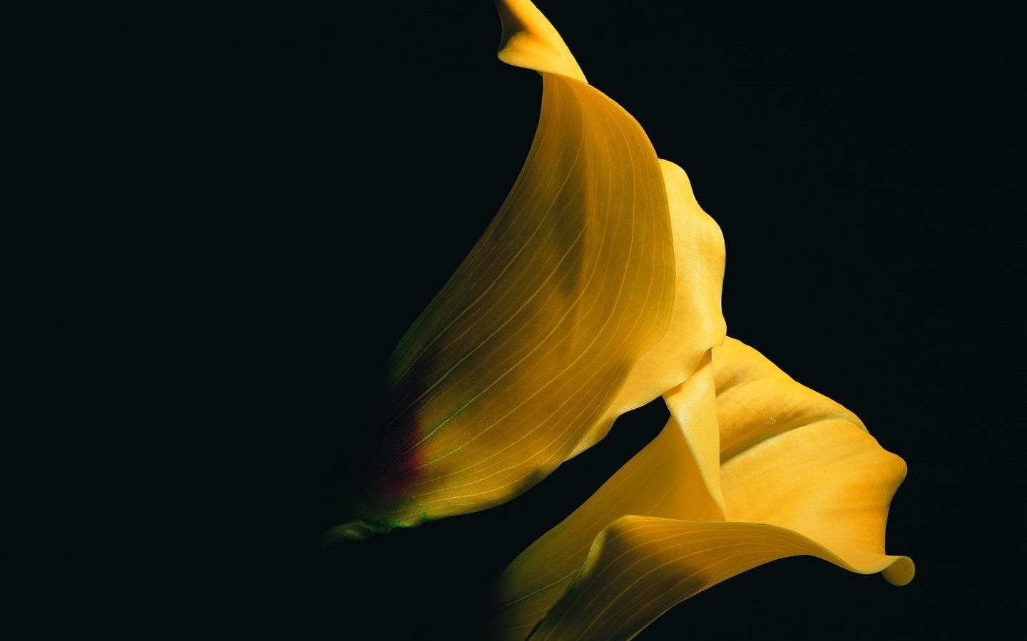 flower nature calla lily Image