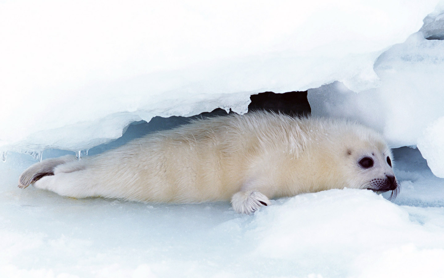 Seal Picture
