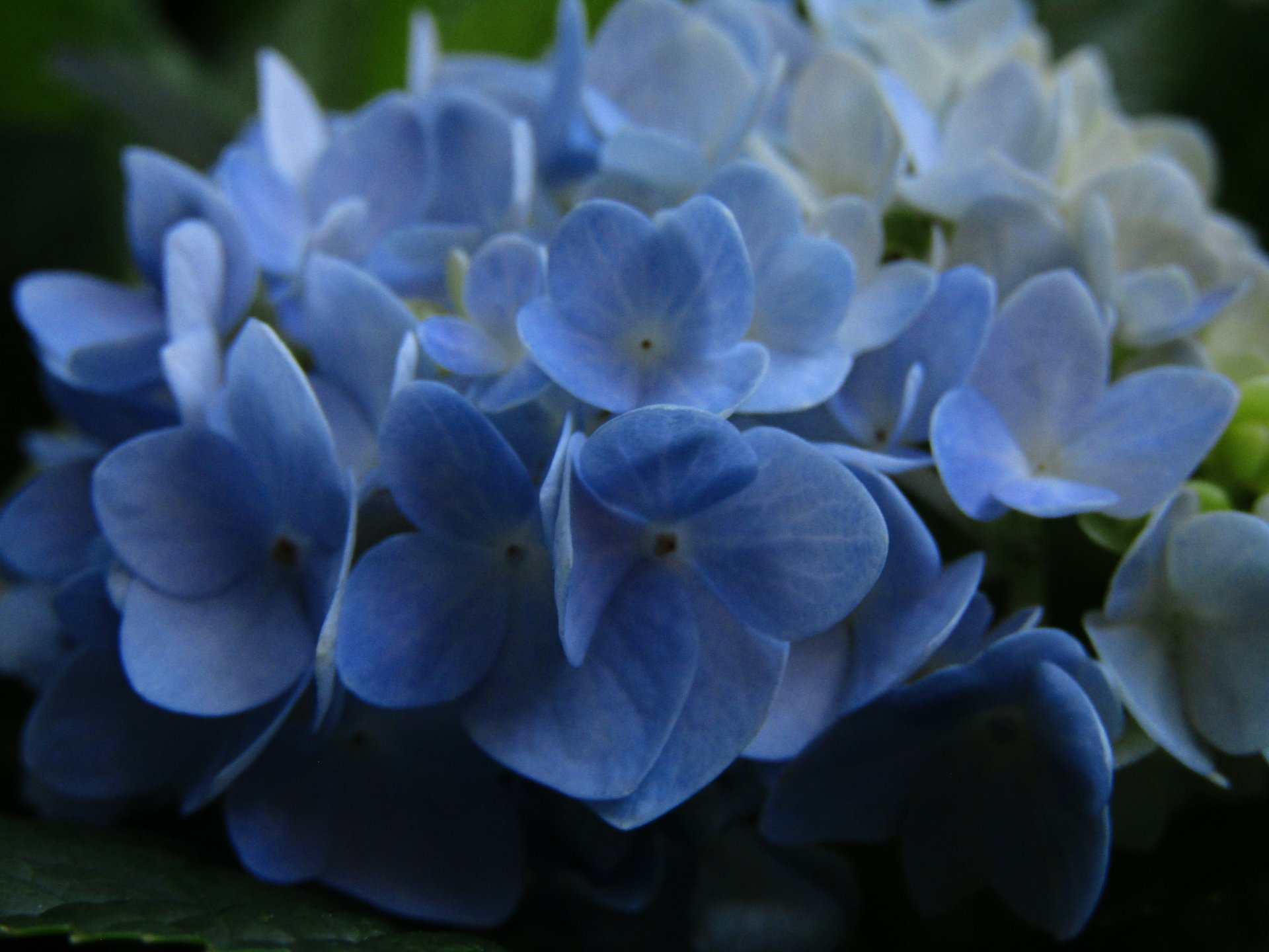  Hydrangea blues