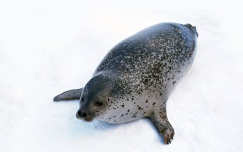 Preview Image 548365